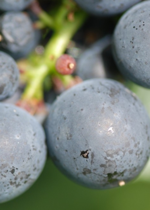Fruehburgunder ANT 0394